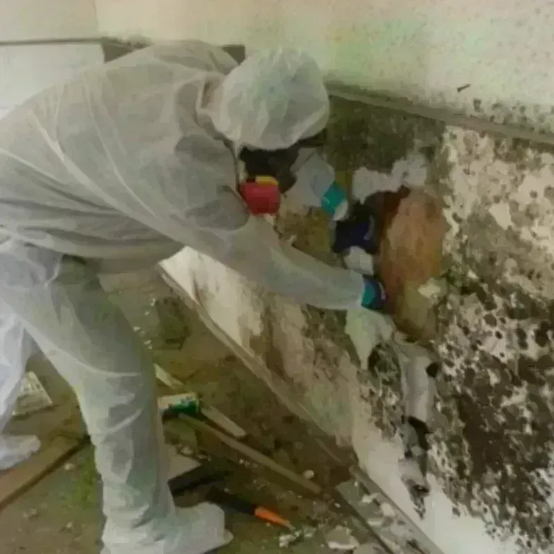 Mold Remediation and Removal in Vandenberg Air Force Base, CA